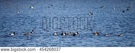 Greater Scaup (aytha Marila) During The April Mating Season On Lake Wausau, Panorama