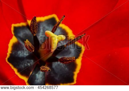 Red Blooming Tulip Close-up. Wet Wide Red Tulip Petals With A Black Core And Shiny Water Drops. Red
