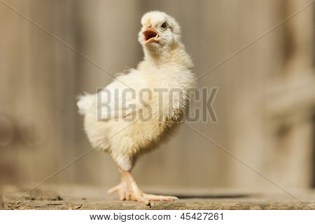 mignon petit poulet