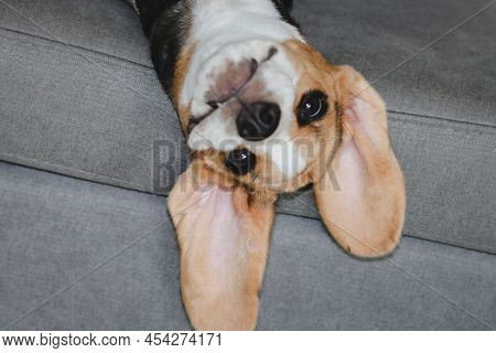 Cute Beagle Puppy Sleeping At Home On The Sofa. Cute Dog Portrait, Sellective Focus, Blurred Backgro