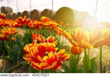 Colorful Tulips Grow And Bloom In Fields On Spring Time At Sunset