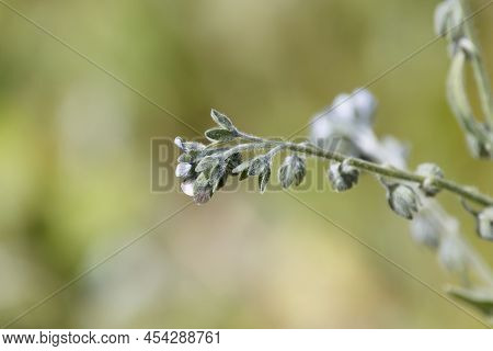 Blue Hounds Tongue, Cynoglossum Creticum