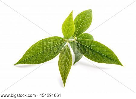 Wintersweet Twig With Leaves Isolated On White Background