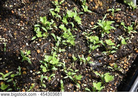Japanese Hornwort (mitsuba) Cultivation In Vegetable Garden. Germination And Growth. Apiaceae Green-