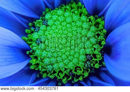 The Vibrant Center Of A Daisy Upclose