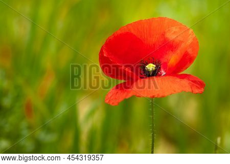 Red Papaver Apulum Flower In Macro With Defocused Green Herbs Background