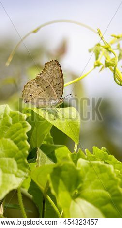 A Beautiful Pale Brown Butterfly Sitting On Bright Green Leaves Camouflaged, On A Sunlit Day In The 