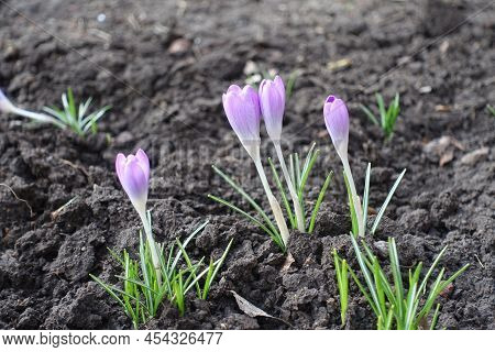 Four Pale Lavender Colored Flowers Of Crocus Tommasinianus In February