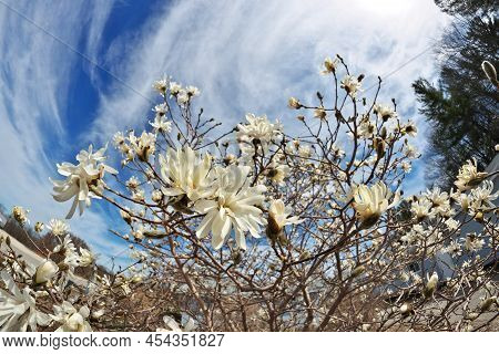Beautiful Fisheye Perspective Of Magnolia X Loebneri Encore Flowers Blossoms Against Blue Sky