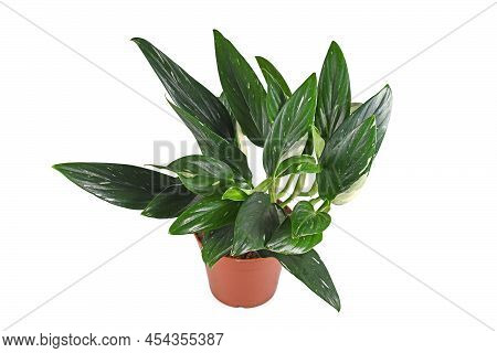 Potted Exotic Houseplant With Botanic Name  'monstera Standleyana'  With White Variegated Leaves On 
