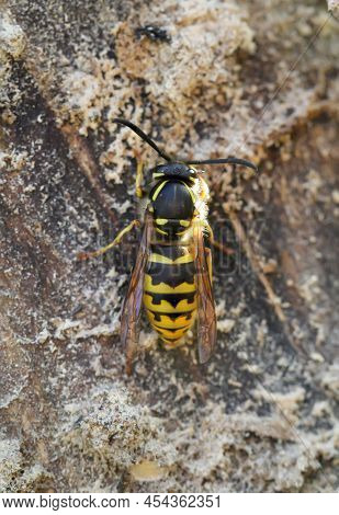 A Close-up Of A Wasp On A Piece Of Tree Bark.