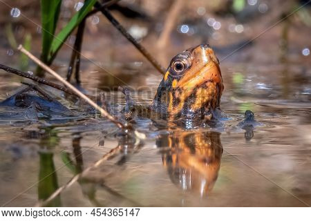 An Endangerd Species, The Spotted Turtle (clemmys Guttata) Peeks Out Of The Water To Assess Its Surr