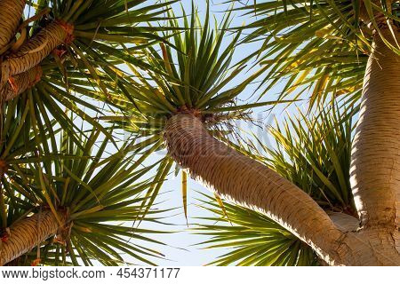 View From Below Of Tropical Dragon Tree Branches With Blue Sky On The Background