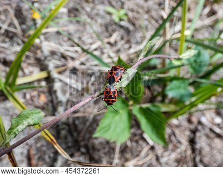Close-up Shot Of Two Adult Scarlet Shieldbug (eurydema Dominulus) Pair Mating On A Plant Stem In Ear