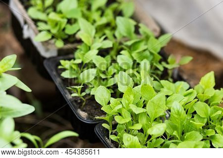 Spring Seedlings Of Aster Flowers In A Box For Planting On A Flower Bed