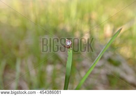 Tick On The Grass Close-up. Lyme Borreliosis Disease Or Encephalitis Virus Infectious. Dermacentor T