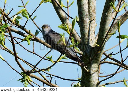 Cuculus Canorus Cuckoo In A Tree In May