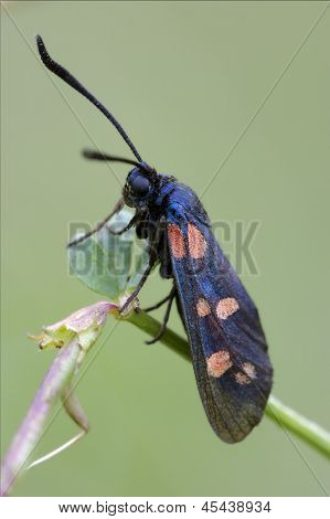 Zygaenidae On A Brown Branch In The Bush