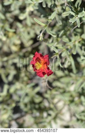 Rock Rose Fire Dragon In The Garden