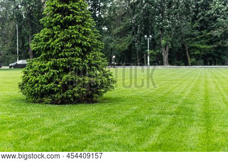 One Fresh Bright Spruce Tree Growing On Manicured Mowed Green Grass Lawn Field At Yard, City Park Or