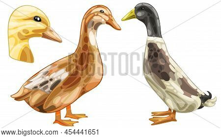 The Hand Drawn Set Of Ducks. The Breed Of Saxony Duck