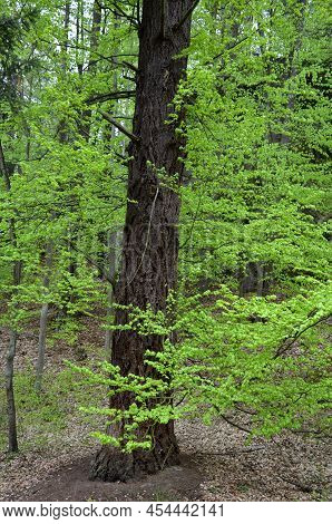 A Massive, Evergreen Conifer, Growing To A Height Of 40 - 50 M, With A Regular Conical Crown. The Ne