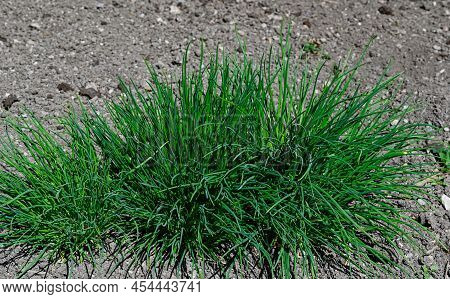 Green Fresh Chive Growing Outdoors In Soil