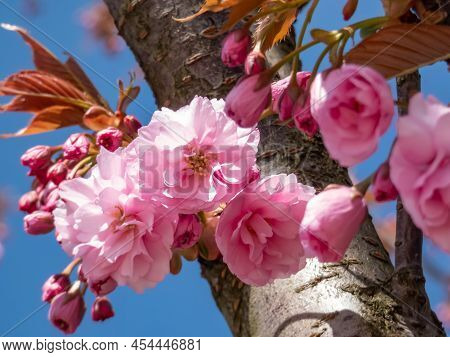 Beautiful, Dreamy Pink Cherry Blossoms Of The Japan Pink Sakura Flowers Flowering On The Branches An