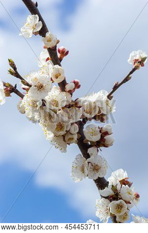 Beautiful White Apricot Tree Blossoms In A Spring Garden. Apricot Tree In Bloom