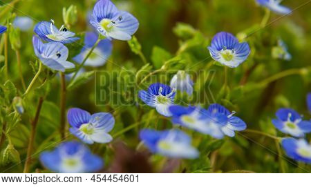 Macro Photography Of Birdeye Speedwell, Veronica Persica, At Soft Natural Light