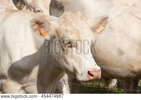 Charolaise Cows In The Field Of A Farm In Brittany