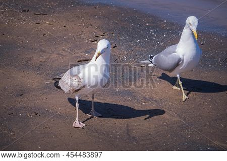 Two Seagulls On The Shores Of The Dirty Baltic Sea In Jurmala, Latvia Wild Birds Stand On White Sand