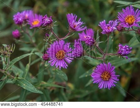 Purple Wild Flowers. New England Aster. Symphyotrichum Novae-angliae. Aster Novae-angliae.
