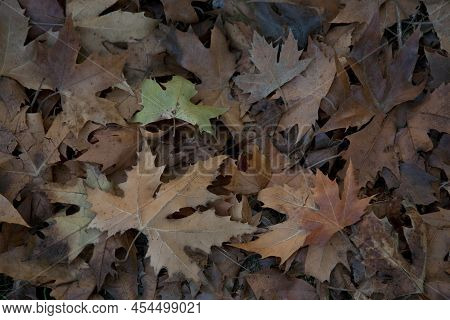 Brown Dry Leaves Of Maple Tree Covering The Ground. Autumn Backdrop. Soft Focus.