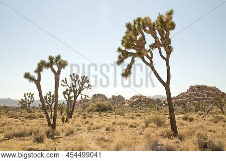 Joshua Trees In The Deserted Landscape Of The National Park