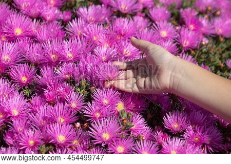 Kids Hands On Flowers. Pink Asters In The Garden, Pink Daisies Texture. Violet Chamomile Background.
