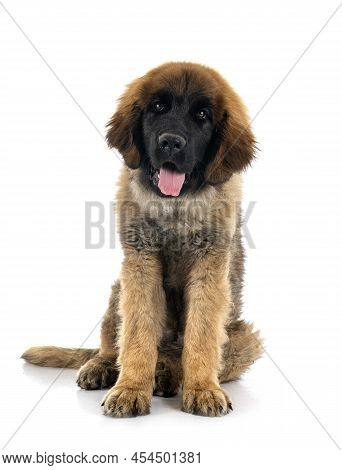 Puppy Leonberger In Front Of White Background
