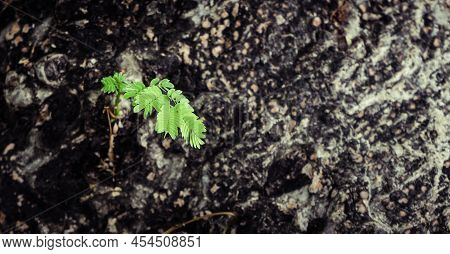 Green Parasite Plant On The Chamchuri Tree Is In Rama 9 Garden On Abstract Background
.