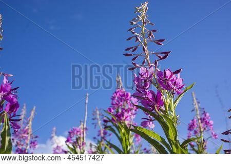 Blooming Willow Herb, Ivan Tea On Blue Sky. Willow-herb Meadow. Willow-herb Tea,