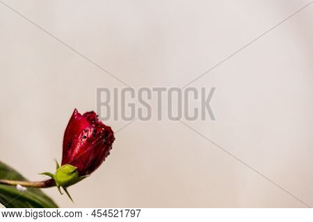 Hibiscus Bud Also Known As Joba Flower Isolated Object Photography