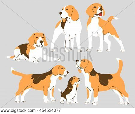 Beagle Dogs Collection. Adults And Beagle Puppies. Vector Isolated Illustration.