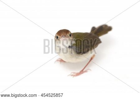 The Bar Winged Prinia Familiaris Isolated On White Background