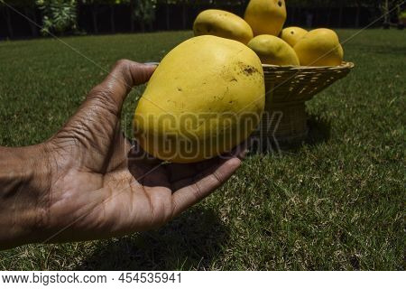 Female Holding Tasty Indian Mangoes In Basket. Badami Mango Fruit Sweet In Taste Also Known As Karna