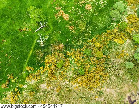 Aerial View Of Beautiful Large Pine Tree And Blossoming Gorse Bushes On A Banks On Muckross Lake, Al