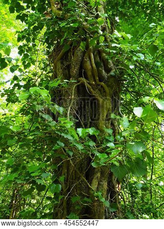 Creepers On Tree Branches In A European Forest. Serbia, Fruska Gora National Park. A Plant That Find