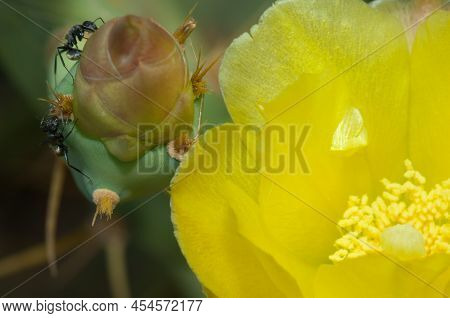 Golden Backed Ants Camponotus Sericeus Feeding On A Closed Flower Of Prickly Pear Opuntia Sp. Langue