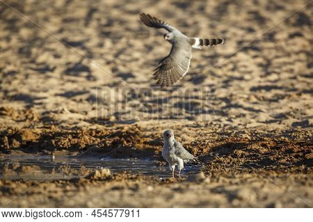 Two Gabar Goshawk  Flying Over Waterhole In Kgalagadi Transfrontier Park, South Africa; Specie  Micr