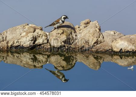 Cape Sparrow At Waterhole With Reflection In Kgalagadi Transfrontier Park, South Africa; Specie  Pas
