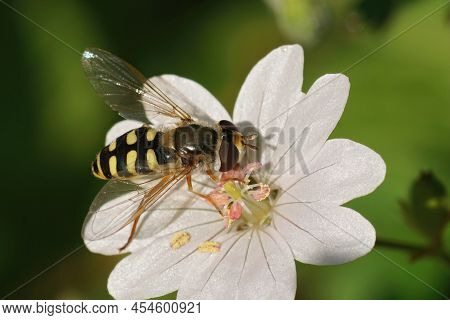 Closeup On A Migrant Hoverfly, Eupeodes Corollae, On A White Geranium Flower In The Garden