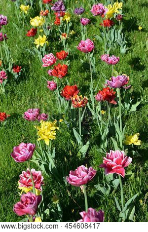 Beautiful Colorful Solid Yellow, Red, Purple, Cran-black, Red-yellow, Pink-white, Purple-white Bloom
